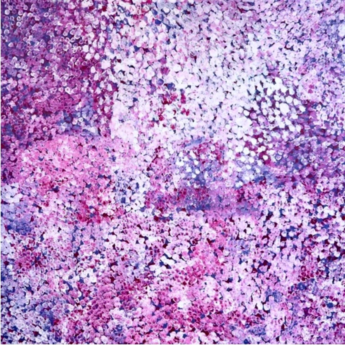 Bush Plum